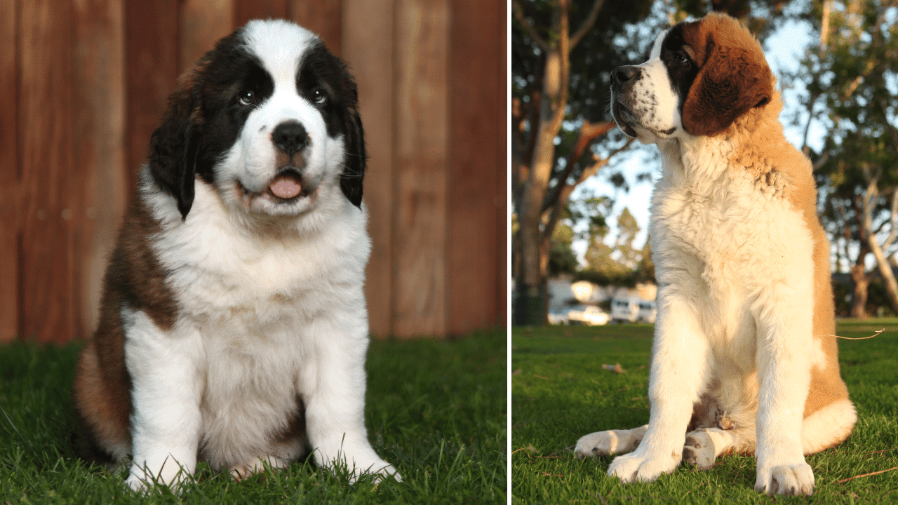 Saint Bernards