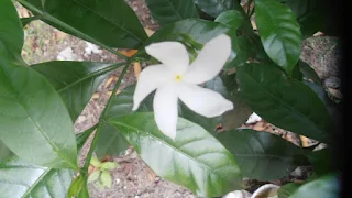 Small Crepe jasmine flower