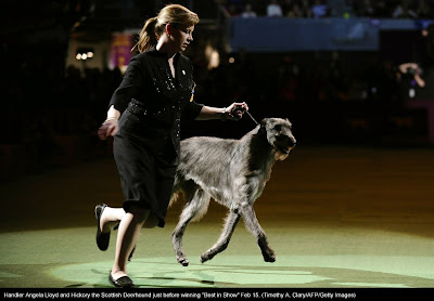 135th Westminster Kennel Club Dog Show at Madison Square Garden in New York City