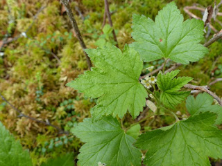 Gadellier glanduleux - Ribes glandulosum