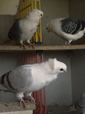 Old German Owl Pigeon