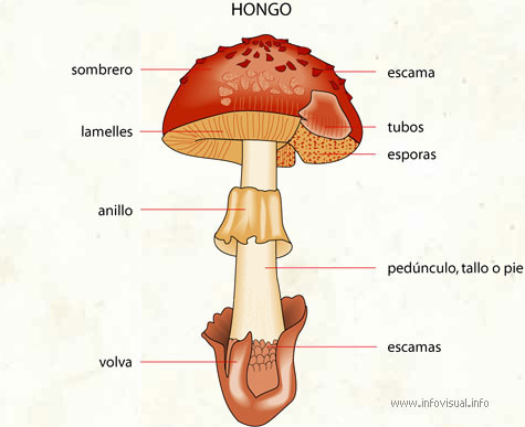 clasificacion de los animales. Clasificacion Del Reino Animal. Caracteristica del Reino fungi; Caracteristica del Reino fungi. bloodycape. Aug 31, 02:48 PM