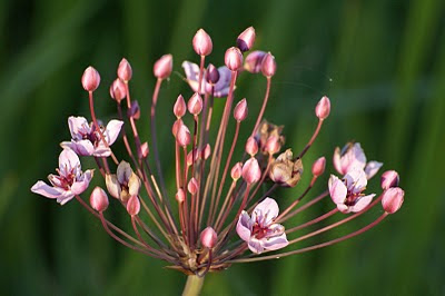 Zwanenbloem - Swannepopel - Butomus umbellatus