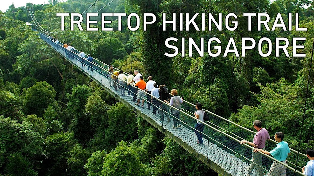 Tree-top Walk at MacRitchie Reservoir