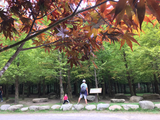 maple trees in ShanLinXi National Forest Recreation Area, Nantou, Taiwan