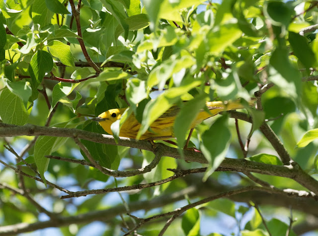 Yellow Warbler - Magee Marsh, Ohio, USA