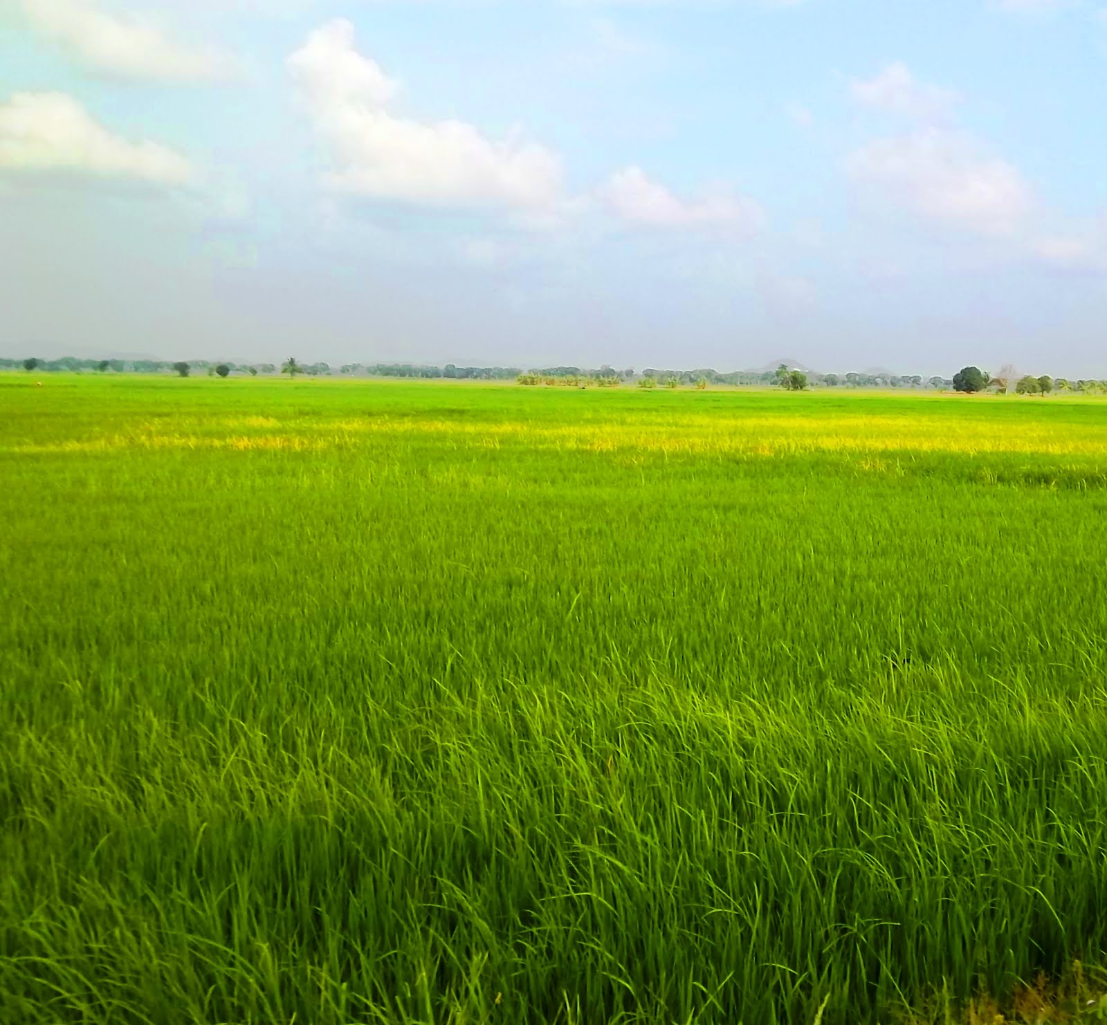 Pengertian Sawah secara umum dan macam macam sawah 