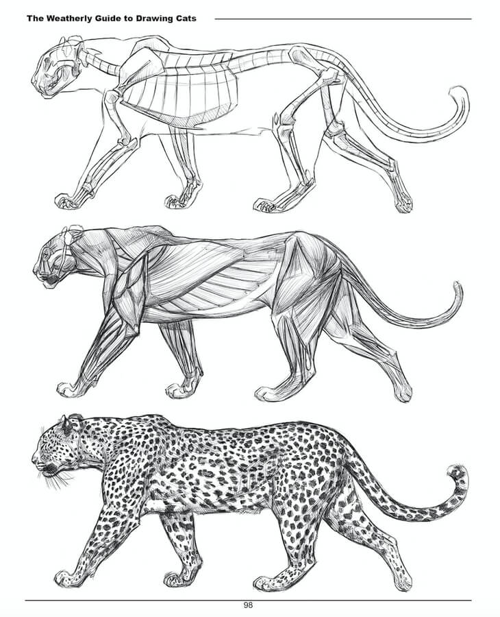 04-Leopard-Drawing-Studies-Joe-Weatherly-www-designstack-co