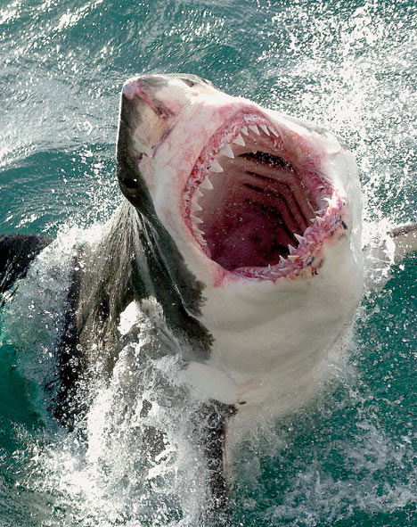 Great White Shark music the big fish speaks