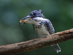 gambar burung kecil, foto burung, wallpaper burung