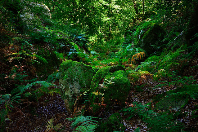 La Gorge aux Loups, forêt de Fontainebleau.