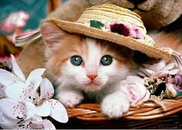 sombrero cat