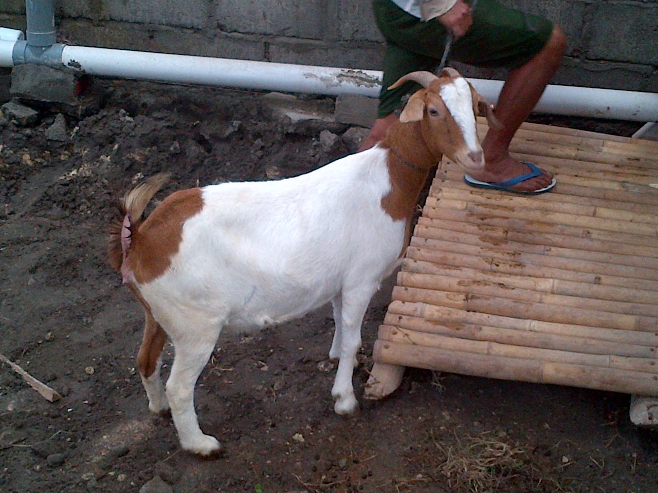 Jual Kambing Boer dan Domba Merino