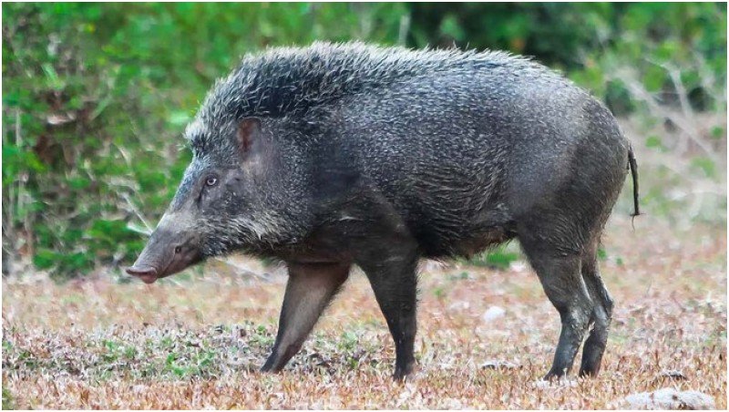 10 Cara Menghalau Babi Daripada Merosakkan Tanaman Yang 