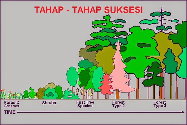 Suksesi Dalam Ekosistem - Harian Fahrul