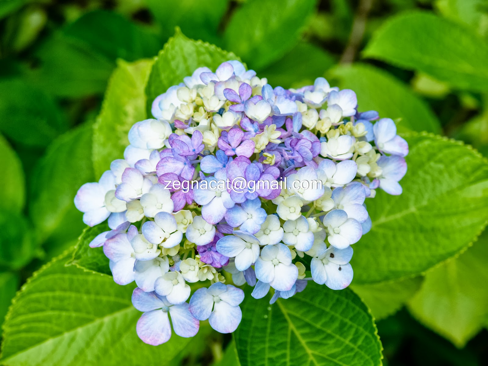 Kummy樂悠遊 紫陽花 Day2 13 東慶寺