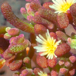 Perennial Plants