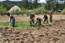 Babinsa Lakukan Pengolahan Bedeng Bersama Petani di Asologaima