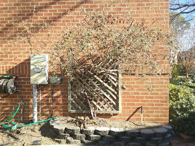 Lady Banks Climbing Rose and Broken Trellis