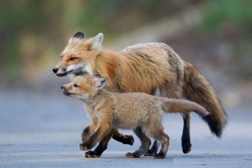 animales-lindos-16