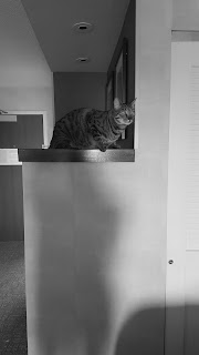 Cat travels