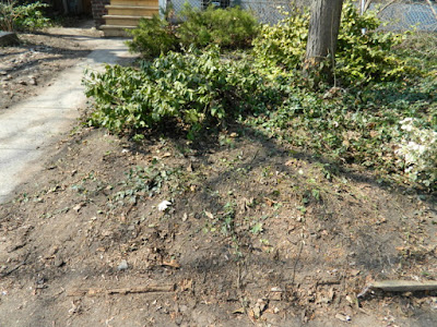 Riverdale Spring Front Yard Cleanup After by Paul Jung Gardening Services--a Toronto Organic Gardening Company