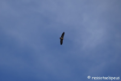 Voltor comú (Gyps fulvus)