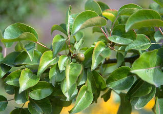 Pyrus fauriei 'Westwood'