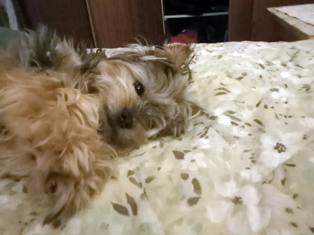 Maverick male Yorkie cross puppy laying on his back on the bed