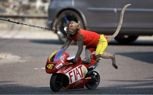 Monkey Biker