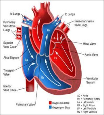 heart diagram worksheet. Human Heart Diagram For Kids.