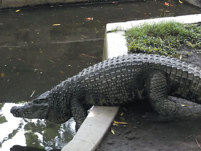 foto buaya muara 01