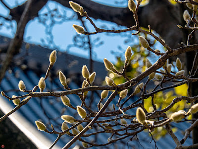 Flower buds of Haku-mokuren (Magnolia heptapeta) : Engaku-ji