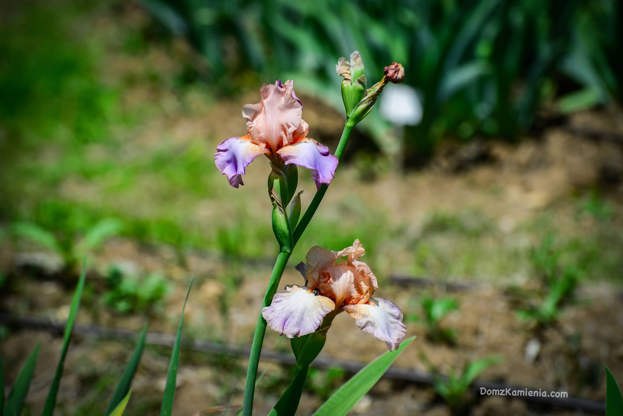 Giardino dell'Iris - Florencja, Dom z Kamienia