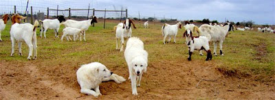 Maremma Sheepdog