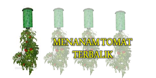 Menanam Tomat di Pot Terbalik, Begini Caranya