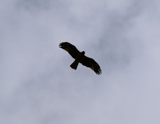 Milano negro (Milvus migrans) en vuelo