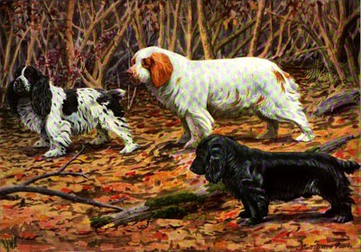 Clumber Field and Cocker Spaniels