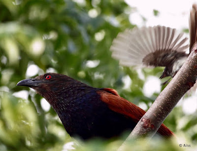 ?Greater Coucal mobbed by Spot-breasted fantail."