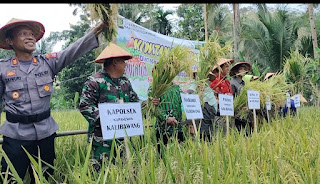 KAPOLSEK KALIBAWANG HADIRI TRADISI WIWITAN PANEN PADI