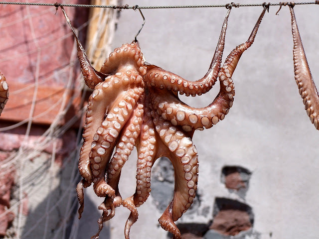 Octopuses Unveil Fascinating Sleep Patterns and Brain Activity