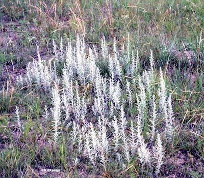 Artemisia ludoviciana, Louisiana sagewort