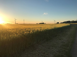 Bild på fält i sol på kvällen, vindmöllor i bakgrunden.