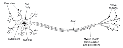 NCERT & SEBA SCIENCE CLASS X SOLUTION