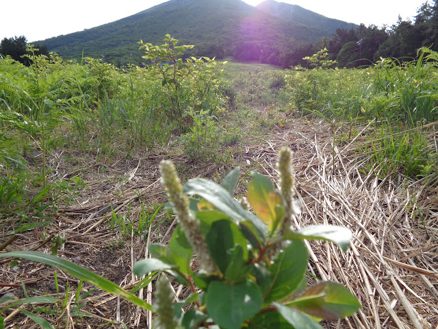 桝水原のスキー場を横手道まで登ります