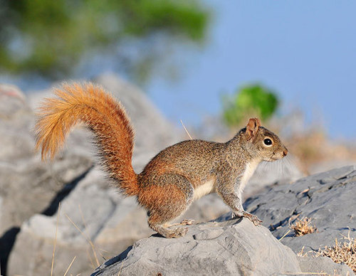 Sciurus،Tree squirrels,سنجابيات,سنجب,سمۆرە،کشتوکاڵ،دەوەن،دەوەن سەردار.ناجح گوڵپی