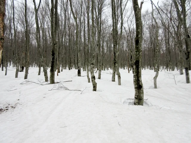 残雪のブナ森