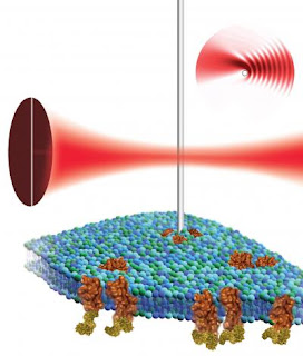 AFM Soft Matter Imaging