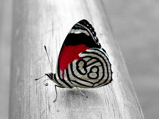 butterfly, kupu, cinta, siluet