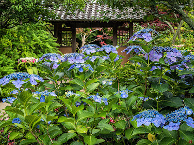 Ajisai (Hydrangea) flowers: Kaizo-ji